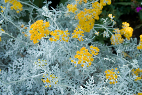 les fleurs (Senecio cineraria)