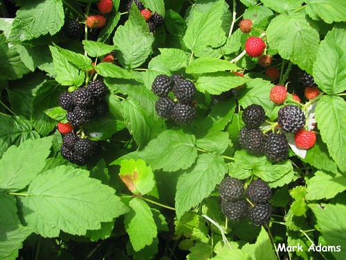 Wild Black Raspberries, SW MO