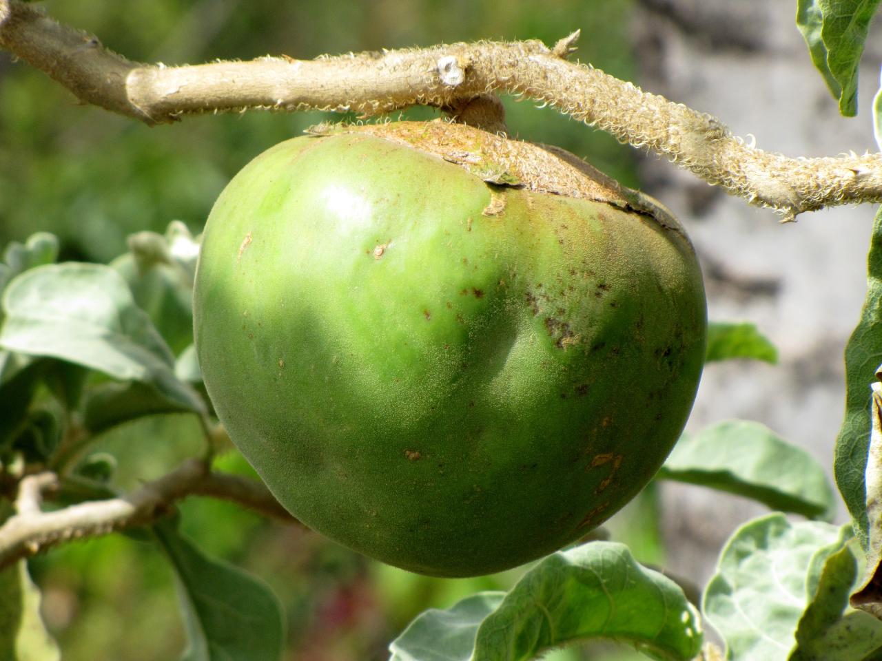 Solanum undatum image