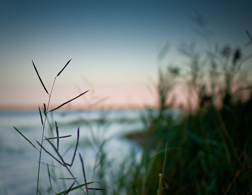 A Little River Grass At Sunset by Cassario