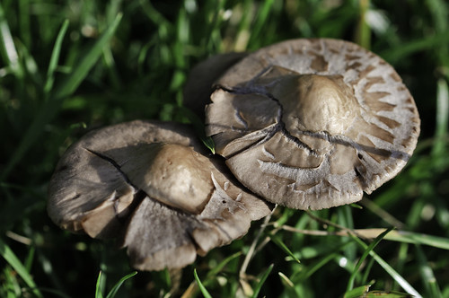 Macro of a couple of large mushrooms in a park