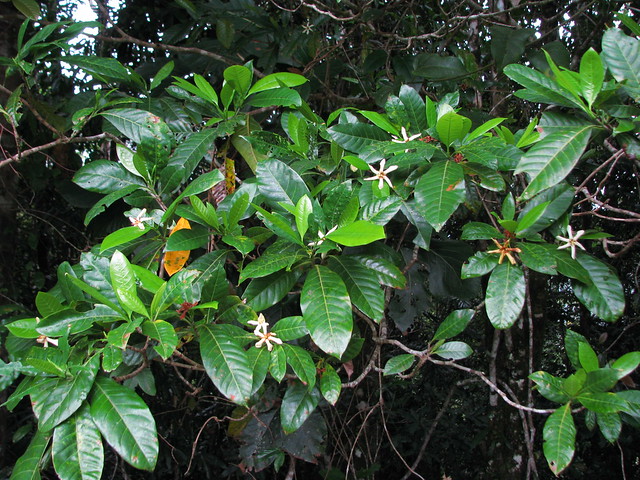 Atractocarpus ovularis