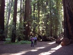 Redwoods - Montgomery Grove