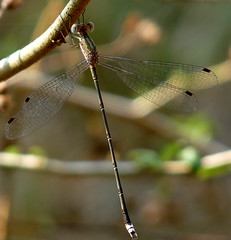 Spreadwings / Lestidae