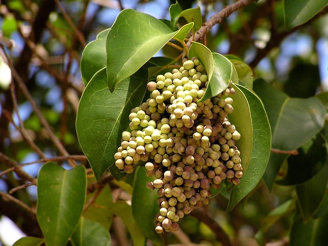 Alfeneiro (Ligustrum lucidum)