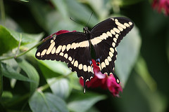 Giant swallowtail butterflies