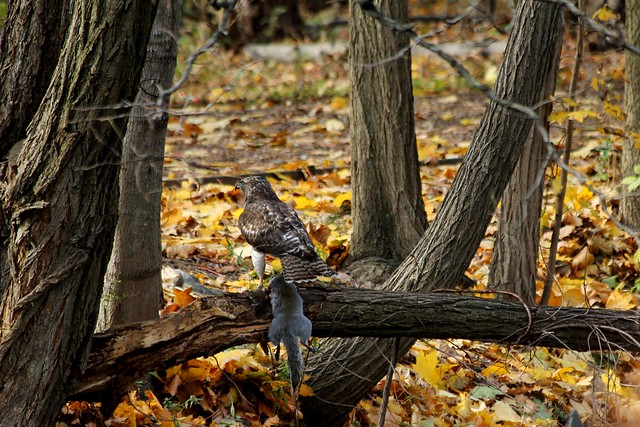Hawk and Squirrel on branch