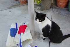 Cats of Key West 2010