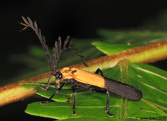 Lycidae - Net-wing beetles