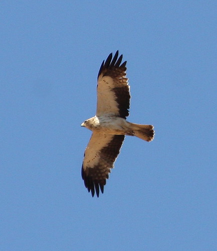 2010-09-09 LP - Booted Eagle (Hieraaetus pennatus) 03