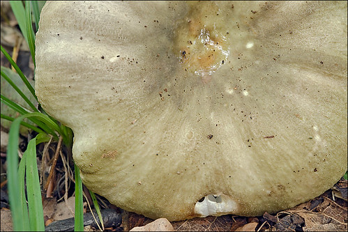 Сыроежка разнопластинчатая (Russula cf heterophylla) Автор: Amadej Trnkoczy (Slovenija)