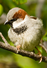 Birds - NZ (introduced)