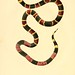 012-Elaps Fulvius-North American herpetology…1842-Joh Edwards Holbrook