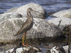 Sotsnipe (Spotted Redshank)