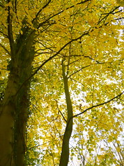 Autumn in Shropshire