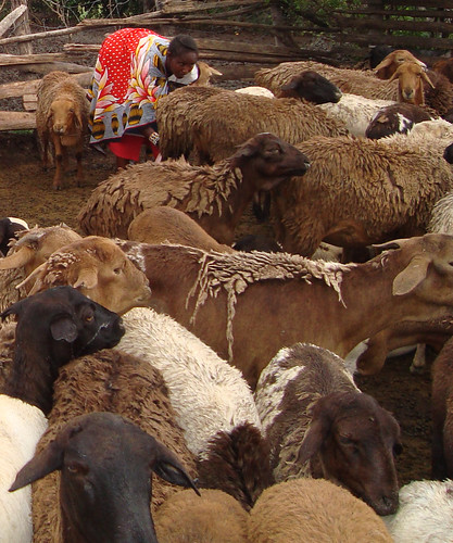 The worm-resistant red Maasai sheep of East Africa