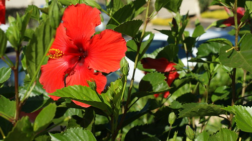 tropical flowers pictures