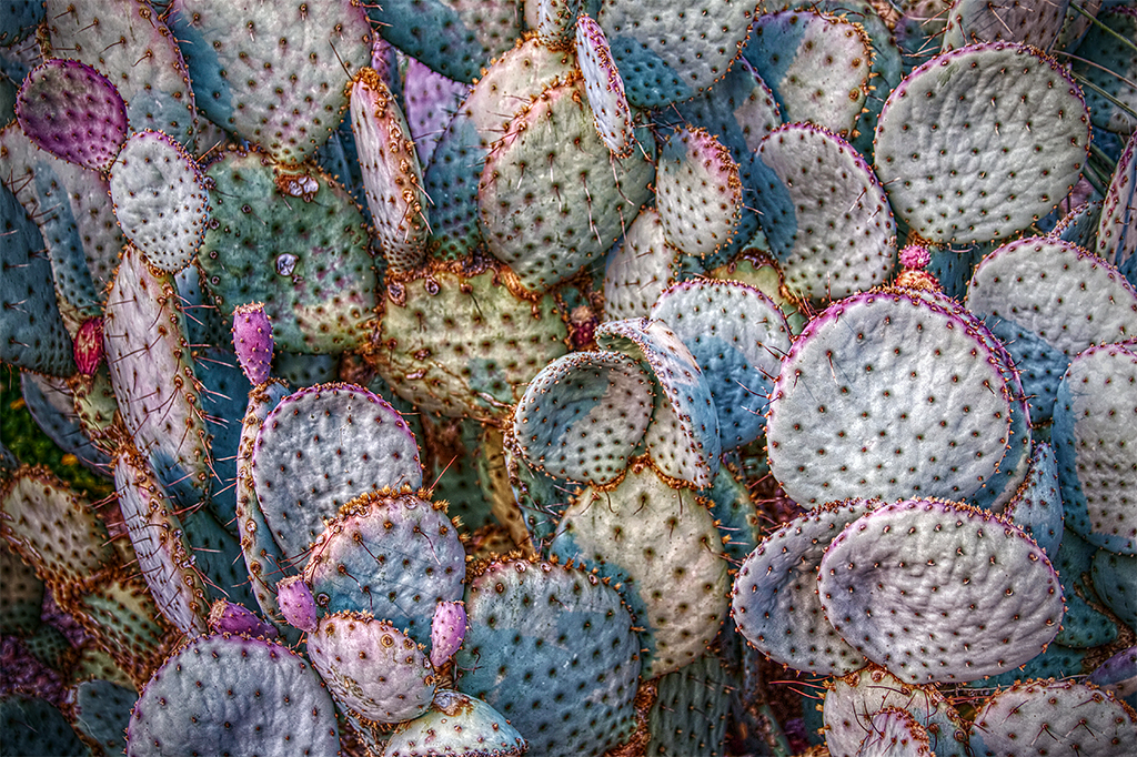 Arizona Desert Cactus in HDR