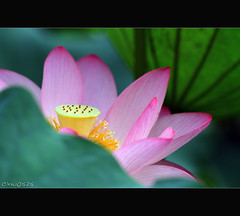 Lotus_2010