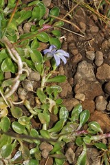 ЛЕСОТО - КОРОЛЕВСТВО В НЕБЕСАХ Lobelia galpinii (Lobeliaceae)