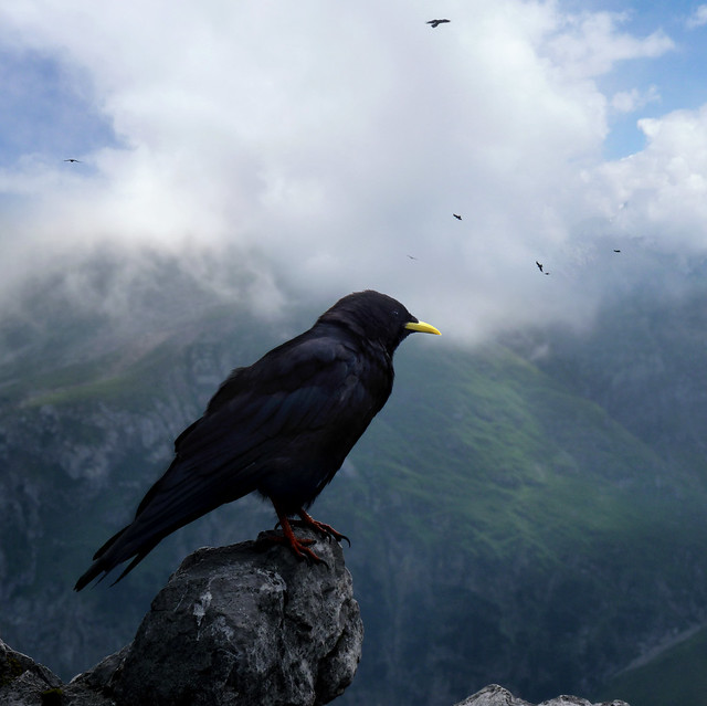 A sentinel Alpine Chough on the lookout