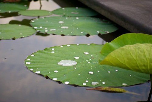 Water Droplets on a lily pad