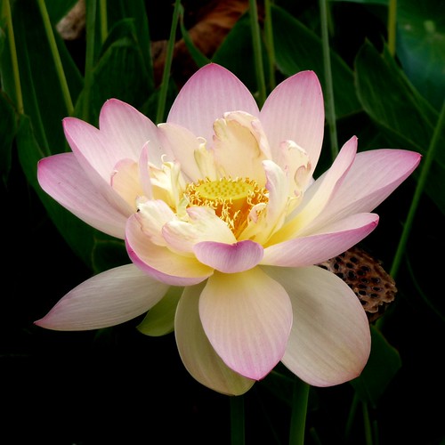 lotus unfolded