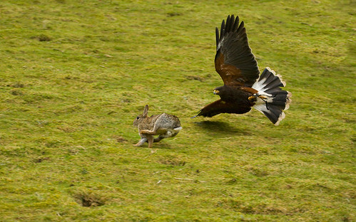hawk hunting rabbit