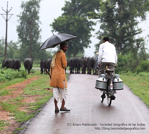 Pastor de búfalas en la India rural