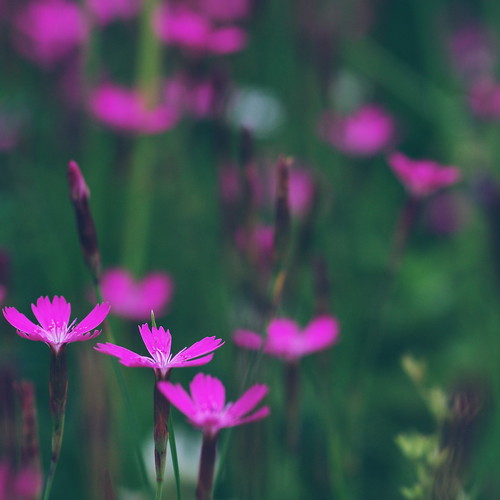 Гвоздика травянка (Dianthus deltoides)Автор - Татьяна Бульонкова (Новосибирск)
 Источник: flickr Автор фото: Татьяна Бульонкова
