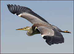 Egrets Herons Wading Birds"