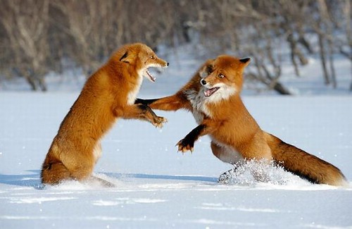 Foxes fighting ‹èñû âûßñíßþò îòíîøåíèß