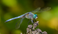 dragonflies and damselflies