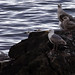 Norwegian Gulls & Arctic Terns (8)