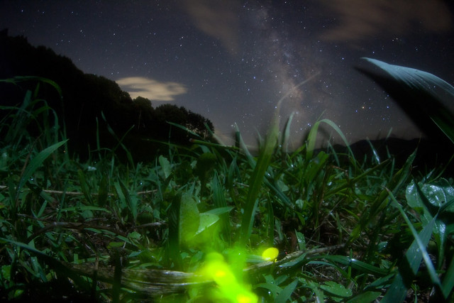 Firefly which looks at Milky Way