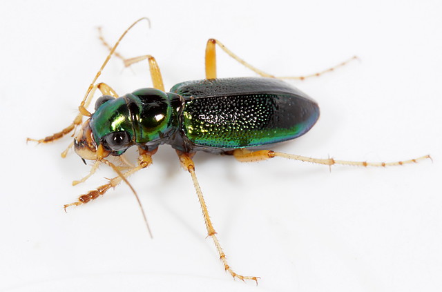 Tetracha (Megacephala) virginica--a nocturnal tiger beetle