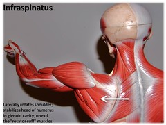 Infraspinatus - Muscles of the Upper Extremity Visual Atlas, page 43