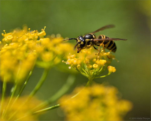 yellow-jacket wasp on yellow by Alida's Photos