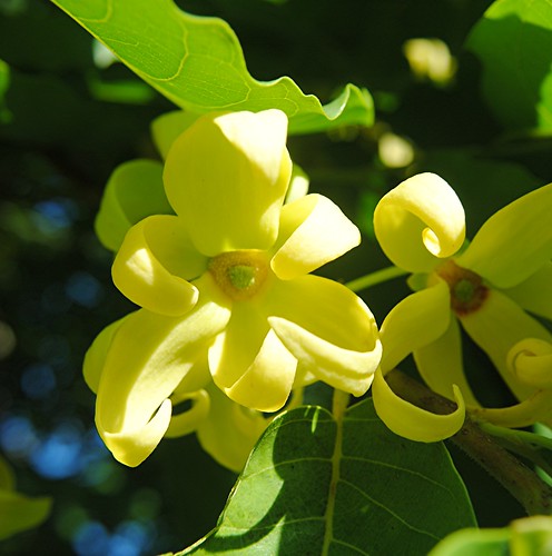 Curly petals of intoxicatingly fragrant yellow Ylang Ylang by jungle mama