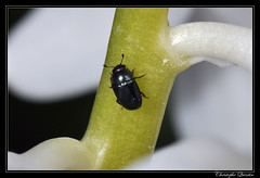 Coleoptera/Nitidulidae
