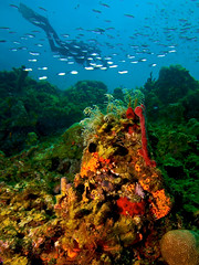 Dive North Coast Haiti