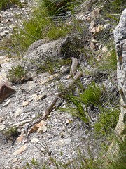 SNAKES in SOUTH AFRICA