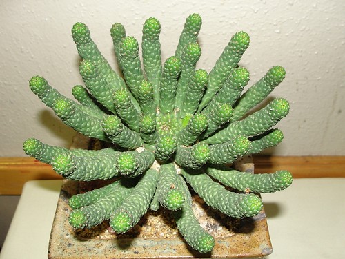 Euphorbia colliculina by ferox56