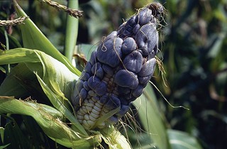 Common smut on maize