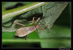 Heteroptera/Nabidae