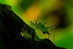 Orthoptera (All trips)
