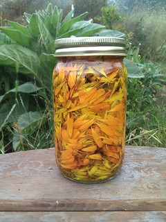 Starting off Calendula Salve by terriem, on Flickr