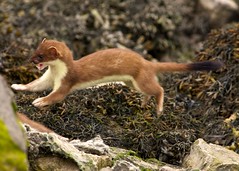 stoats