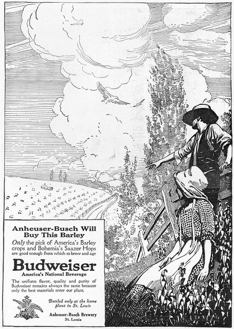 Bud-1913-barley