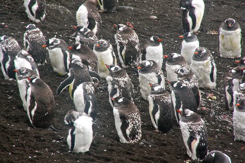gentoo penguins moulting by chogori20